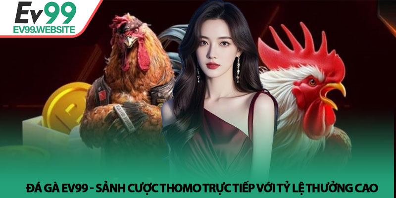 Đá Gà EV99 - Sảnh cược Thomo trực tiếp với tỷ lệ thưởng cao 2 Đá Gà EV99 - Sảnh cược Thomo trực tiếp với tỷ lệ thưởng cao